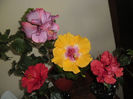 hibiscus grup