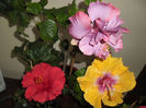 hibiscus grup
