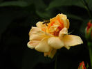 DSCN3241