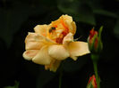 DSCN3242