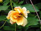 DSCN3564