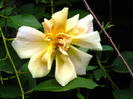 DSCN3640