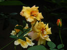 DSCN3718