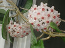 Hoya