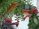 Columnea
