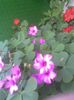 Image028