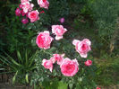 La Rose de Molinard