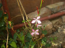 DSCF1620