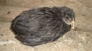 Araucana negru