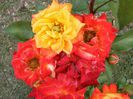 DSCF8525
