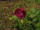 DSCF8614