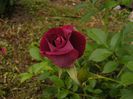 DSCF8615