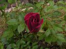 DSCF8617