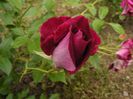 DSCF8620