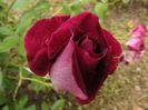 DSCF8627