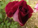 DSCF8631