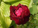 DSCF8640