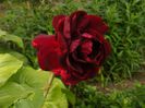 DSCF8641