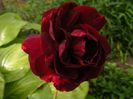 DSCF8642