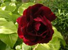 DSCF8645