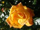 DSCF8671