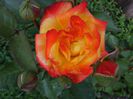 DSCF8412