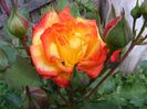 DSCF8413