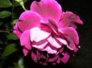 DSCF8458
