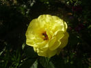 friesia