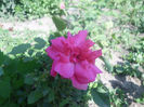 rosarium uetersen