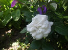 aspirin