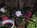 iunie13 (1)