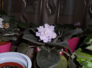 iunie13 (2)