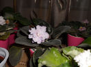 iunie13 (7)