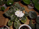 iunie13 (9)