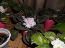 iunie13 (10)