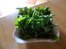 Rucola