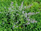 Nepeta faeseenii