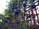 DSCN0387