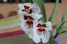 Miltonia reinflorita