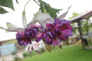 24 deep purple