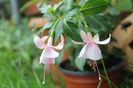 Fuchsia erecta roz baby