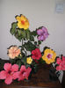 hibiscus grup