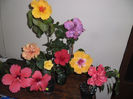 hibiscus grup