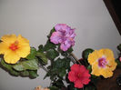 hibiscus grup
