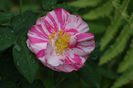 Rosa galica Versicolor