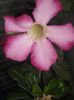 Adenium
