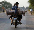 Pig-Transport-Cambodia
