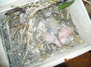 DSCN0062