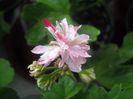 Prima floricica, este deosebita !